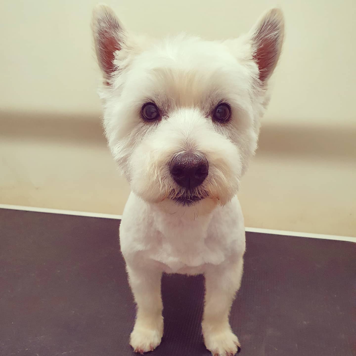 worthing dog groomer - buddy - westie